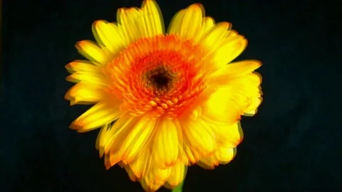 Single Flower White Iris Blooming Stock Footage 73534278