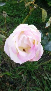 Single flowered rose Stock Photos