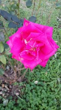 Single flowered rose Stock Photos