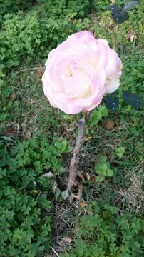 Single flowered rose Foto stock