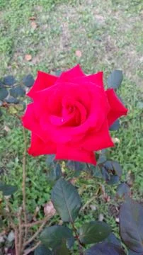 Single flowered rose Stock Photos