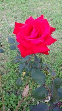 Single flowered rose Stock Photos