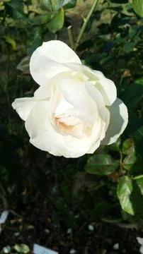 Single flowered rose Foto stock