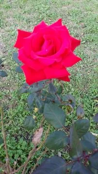 Single flowered rose Foto stock