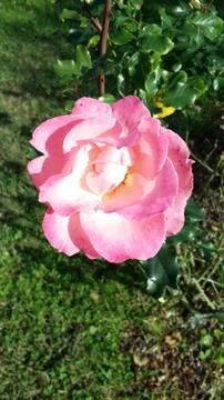 Single flowered rose Foto stock