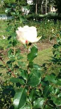 Single flowered rose Foto stock