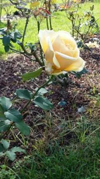 Single flowered rose Stock Photos