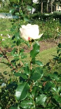 Single flowered rose Stock Photos