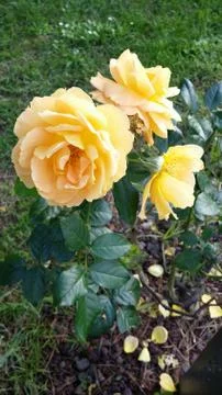 Single flowered rose Stock Photos