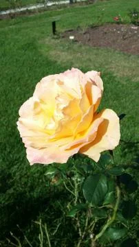 Single flowered rose Stock Photos