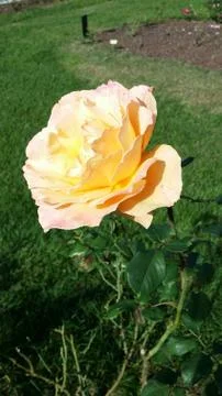 Single flowered rose Stock Photos