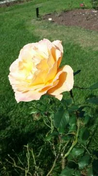 Single flowered rose Stock Photos