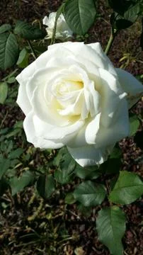 Single flowered rose Foto stock