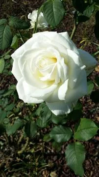 Single flowered rose Stock Photos