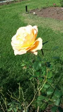Single flowered rose Stock Photos