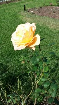 Single flowered rose Stock Photos