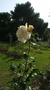 Single flowered rose Stock Photos