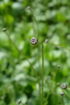 Single-flowered sawwort Stock Photos