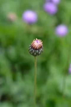 Single-flowered sawwort Stock Photos