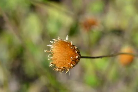 Single-flowered sawwort Stock Photos