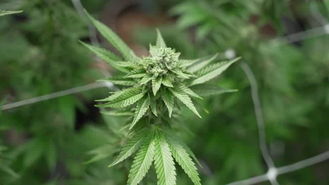 Single Flowering Cannabis Cola Surrounded by Support Netting Stock Footage 345180252