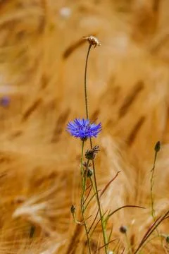 Single flowering cornflower Stock Photos