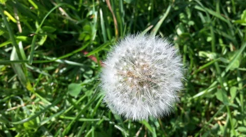 Single fluffy dandelion on green grass Stock Footage 68741958