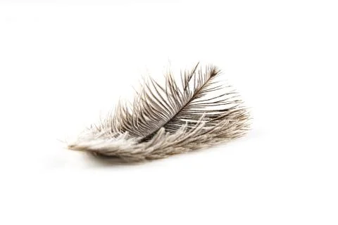 Single fluffy feather isolated on white with copy space Stock Photos