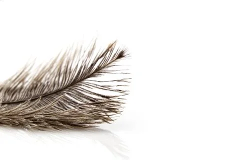 Single fluffy feather isolated on white with copy space Stock Photos