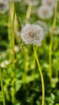 Single fluffy ripe dandelion on thin green stem close-up against blurred meadow Stock Photos