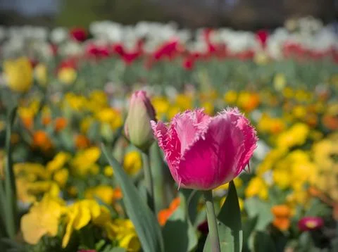 Single Fluffy Tulip Stock Photos
