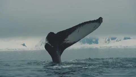 Single fluked whale breaching 動画素材 218044977