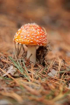 A single fly agaric with a bright red cap Stock Photos
