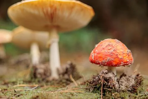 A single fly agaric with a bright red cap Stock Photos
