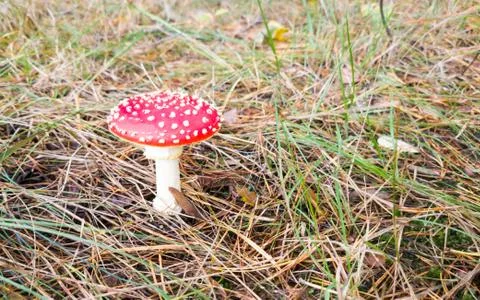 Single fly agaric on the forest floor Foto stock