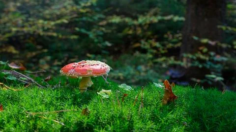 Single fly agaric standing on moss in the forest Stock Photos