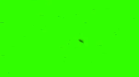 Single Fly Flying on Lens or Screen on a Green Screen Background Video stock 14442988