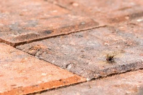 Single Fly Stock Photos