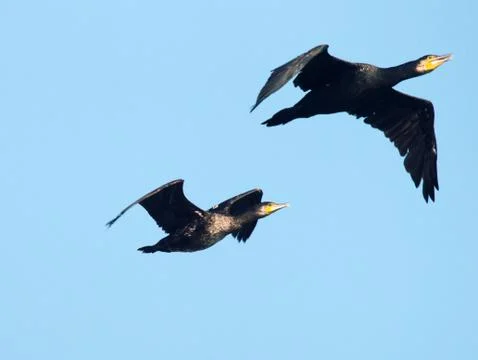 Single flying large cormorant Stock-Fotos