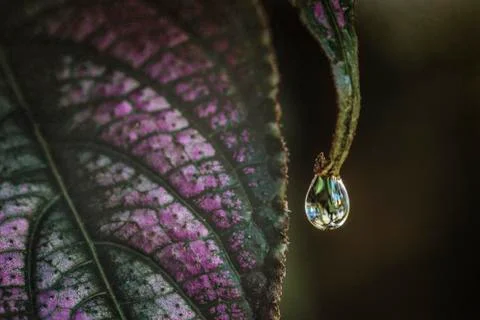 Single in-focus water drop on leaf of purple houseplant macro Photos