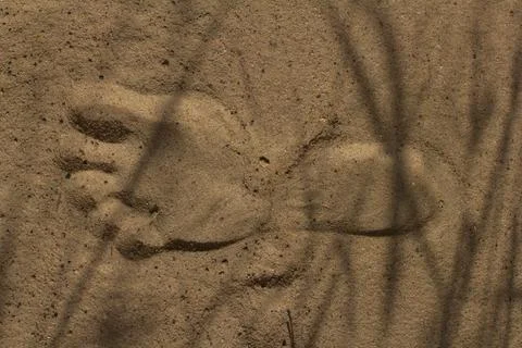 Single footprint casts a long shadow on a sandy beach, hinting at the setting Stock Photos