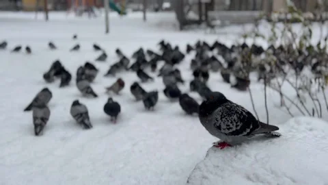 Single foreground pigeon and background group of pigeons in the snow Video stock 171889881