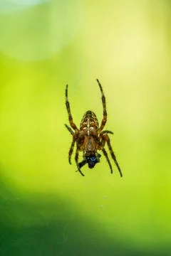 Single forest spider macro close up shot eating a small fly sitting on its we Photos
