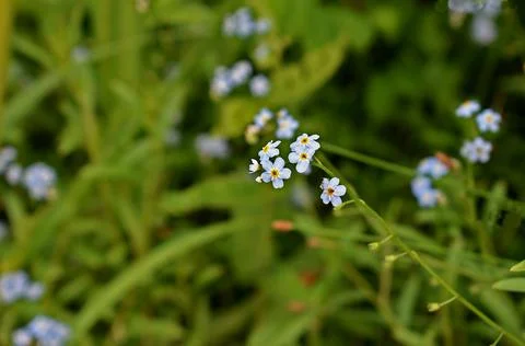 A single forget-me-not stem with flowers close-up in a meadow. Stockfoto's