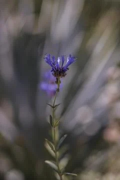 A single Fragrant Sage bloom Stock Photos