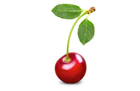 Single fresh cherry with two leaves Stock Photos