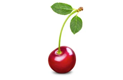 Single fresh cherry with two leaves Stock Photos