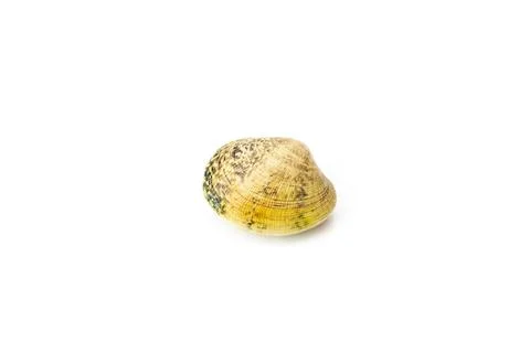 Single fresh clam shell isolated on white background Stock Photos