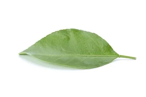 Single fresh green citrus leaf isolated on white background. Organic plant .. Stock Photos