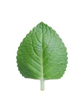 Single Fresh Indian Borage Leaf (Coleus amboinicus) Isolated on White Background Stock Photos